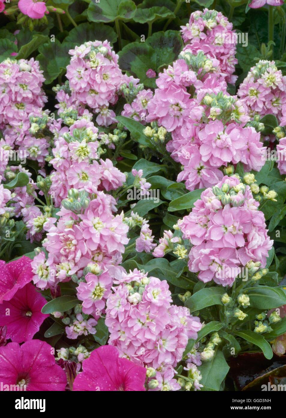 Stocks - `Cinderella Rose'- - (Matthiola incana) (Early-flowering/dwarf/double)   ANN052782     Phot Stock Photo